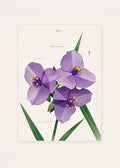 September 1 Ohio Spiderwort birth flower card — clean