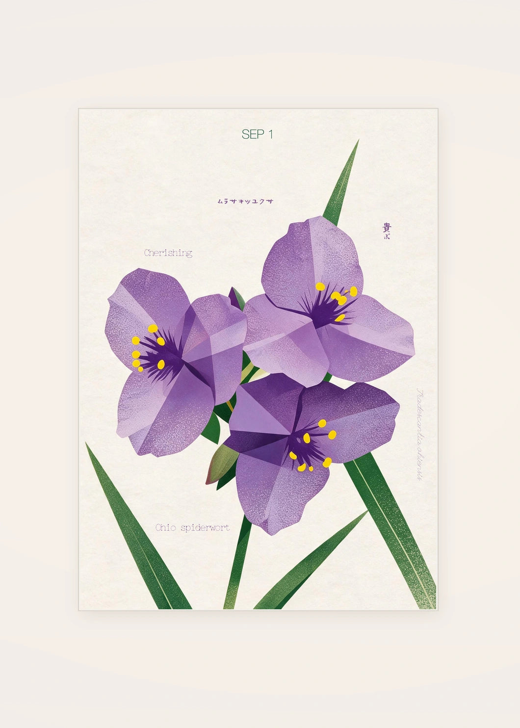 September 1 Ohio Spiderwort birth flower card — clean