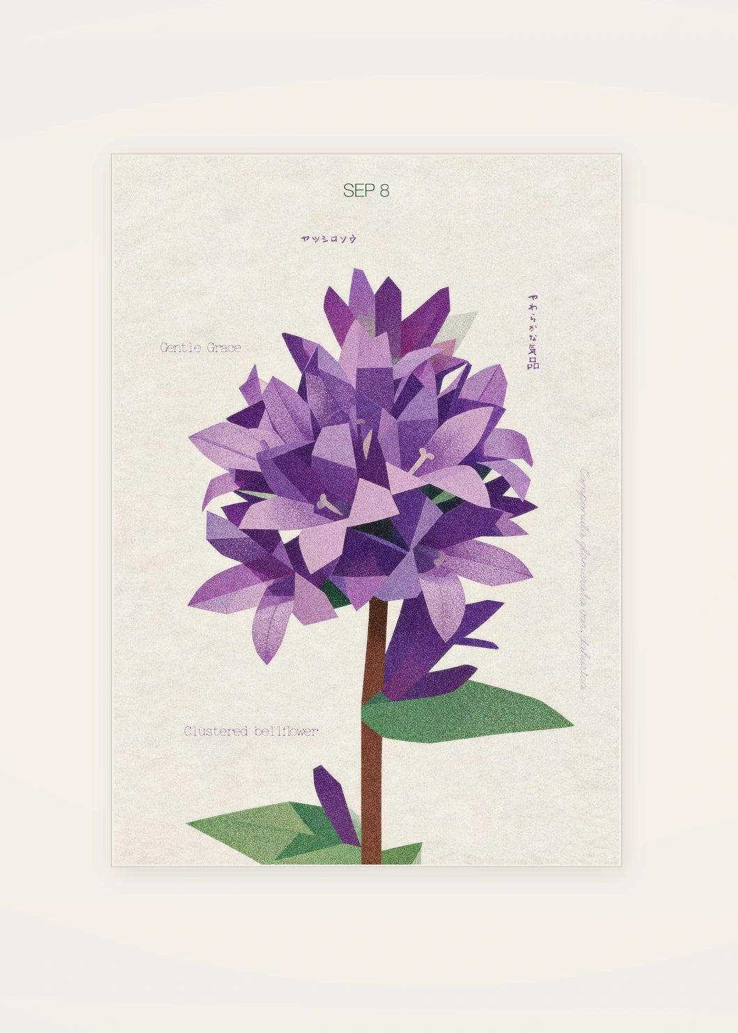 September 8 Clustered Bellflower birth flower card — clean