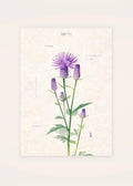 September 10 Serratula birth flower card — clean