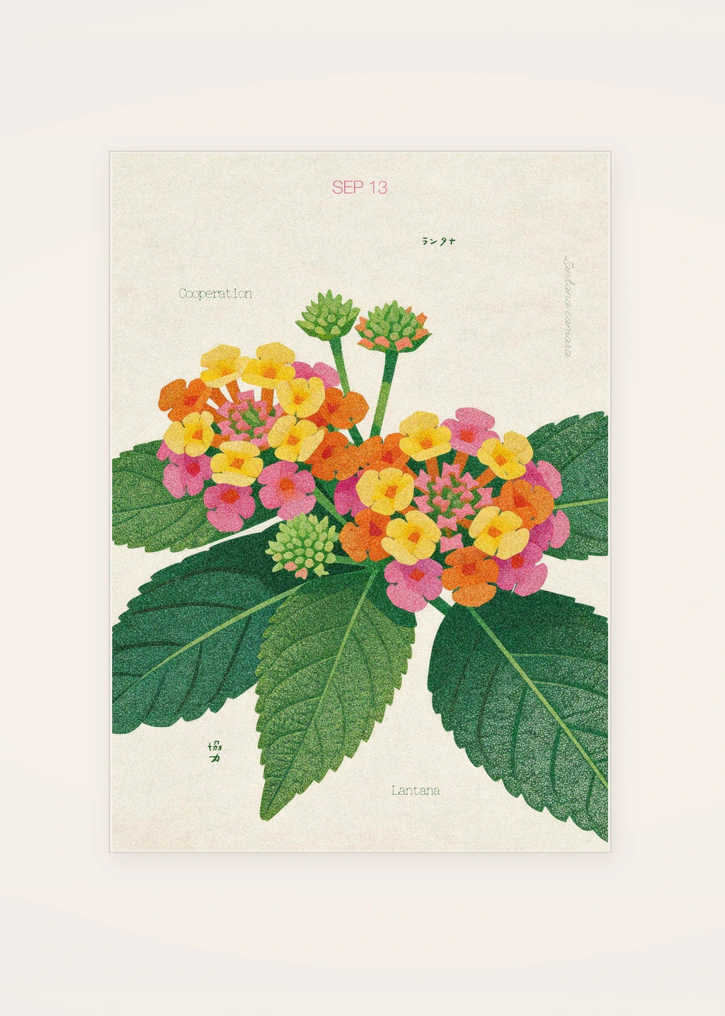 September 13 Lantana birth flower card — clean