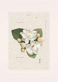 September 19 Arabian Jasmine birth flower card — clean