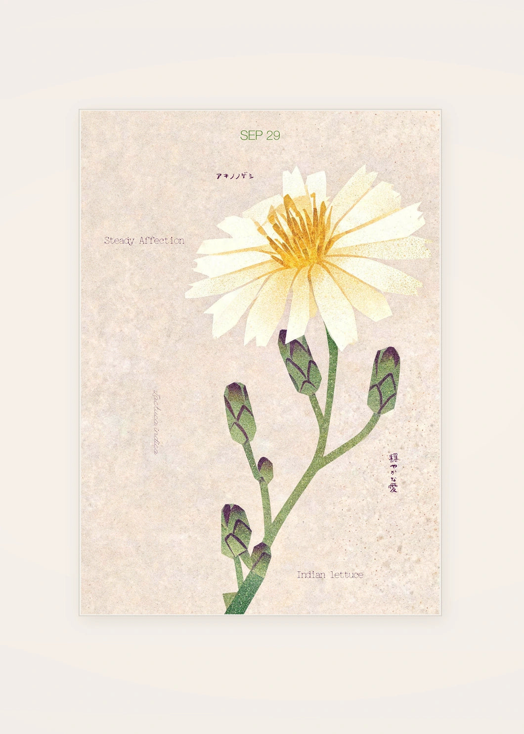 September 29 Indian Lettuce birth flower card — clean