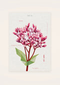 October 15 Thoroughwort birth flower card — clean