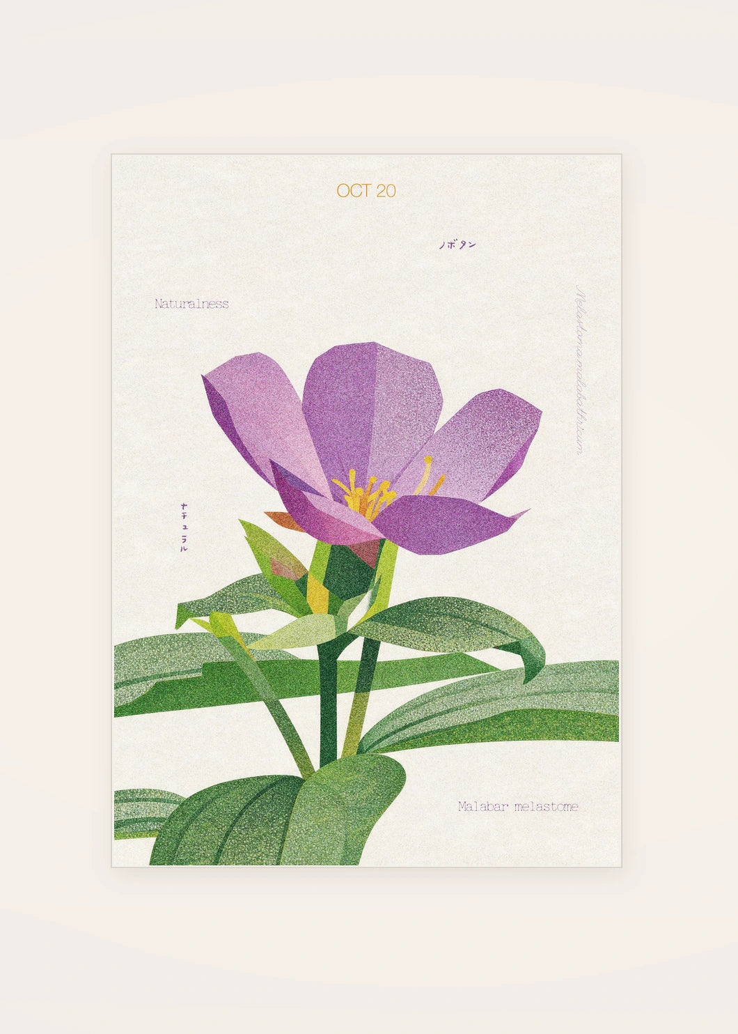 October 20 Malabar Melastome birth flower card — clean