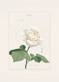 November 23 Garden Rose (White) birth flower card — clean