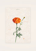 November 29 Marigold birth flower card — clean