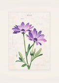 November 30 Florist's Cineraria birth flower card — clean