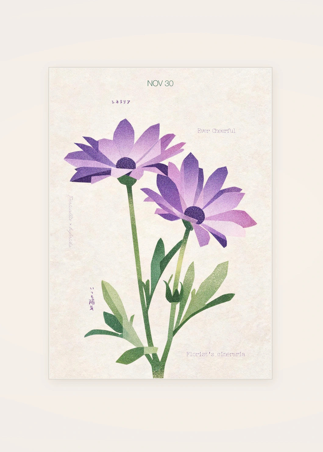 November 30 Florist's Cineraria birth flower card — clean