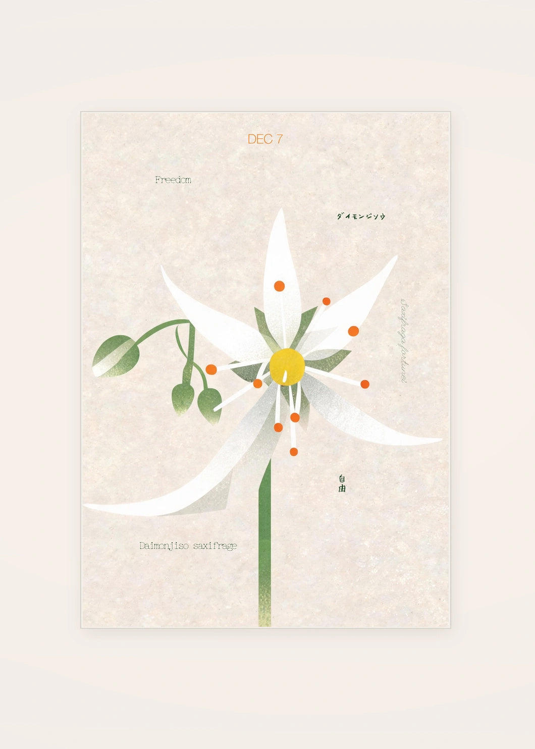 December 7 Daimonjiso Saxifrage birth flower card — clean