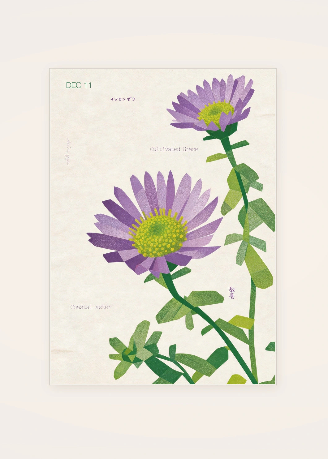 December 11 Coastal Aster birth flower card — clean