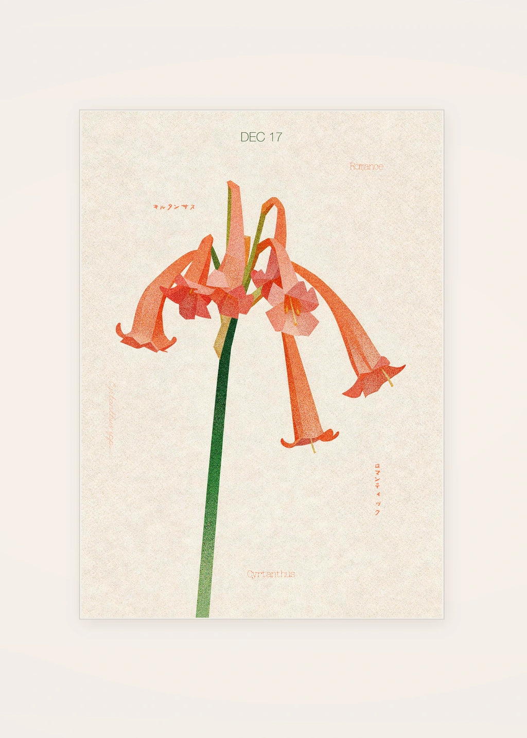 December 17 Cyrtanthus birth flower card — clean