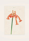 December 17 Cyrtanthus birth flower card — clean