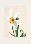 December 22 Poet's Daffodil birth flower card — clean
