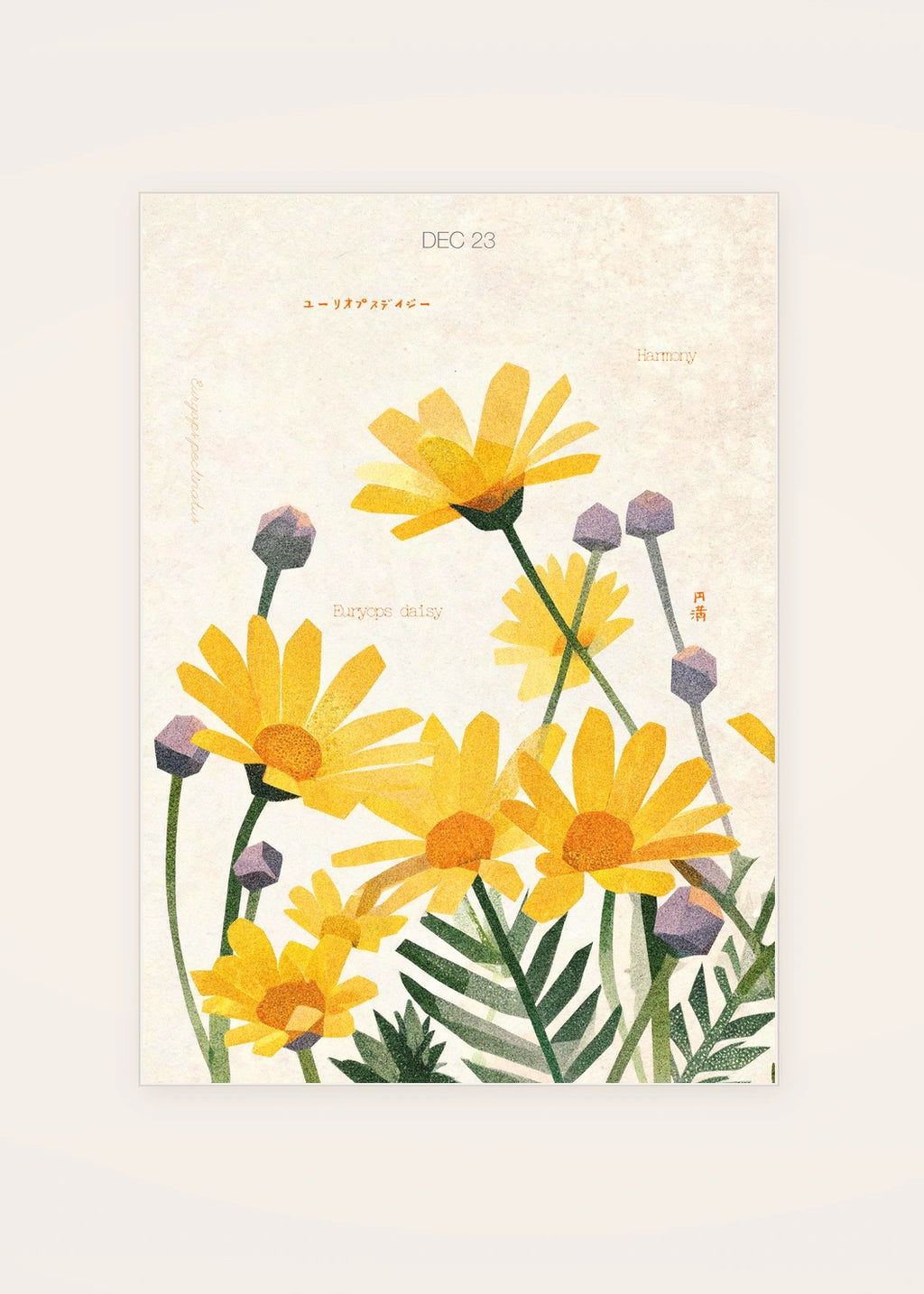 December 23 Euryops Daisy birth flower card — clean