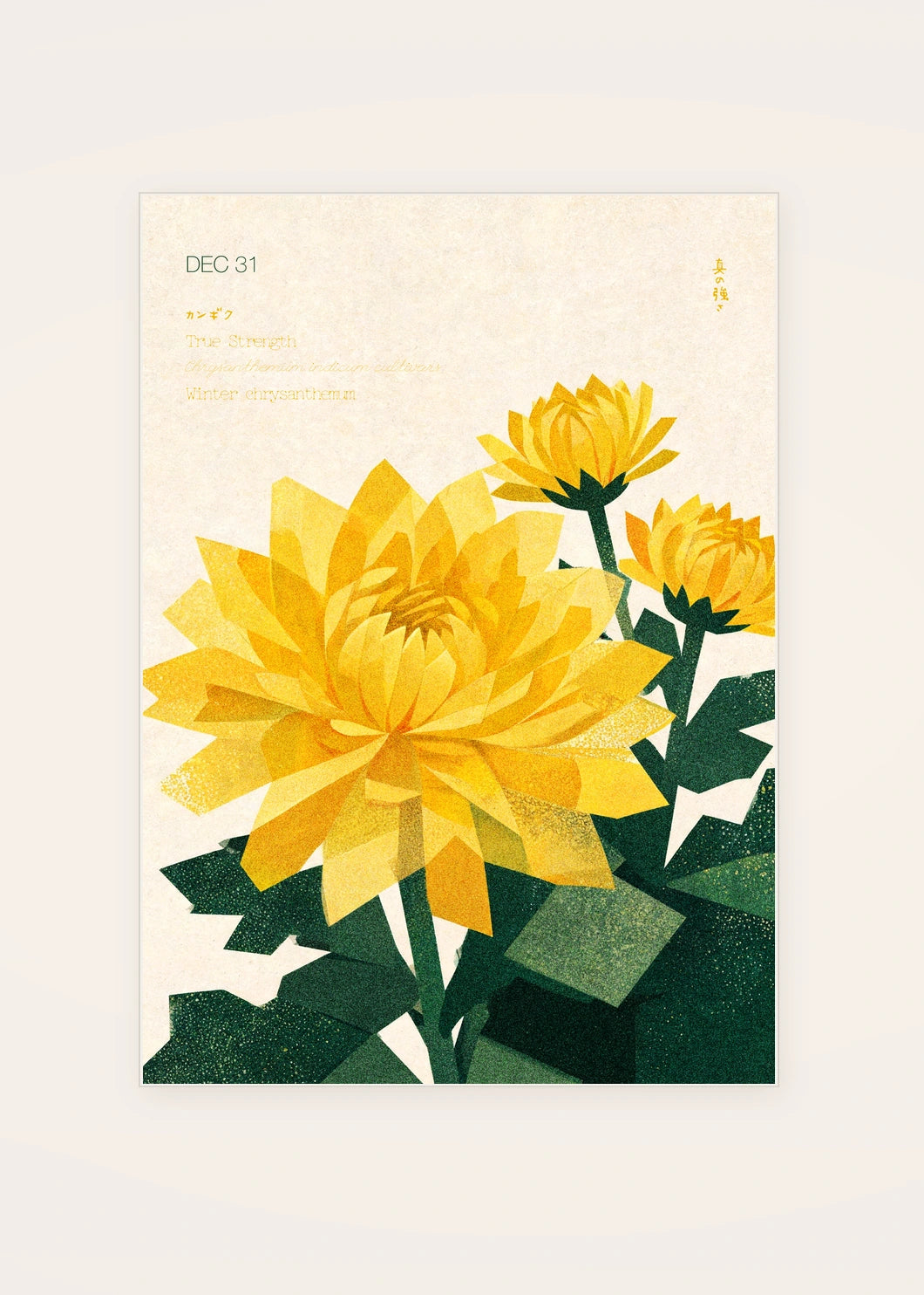 December 31 Winter Chrysanthemum birth flower card — clean